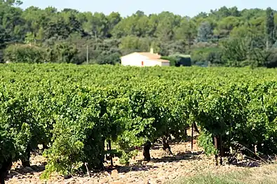 Vignoble du Grès d'Orange.