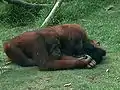 Orangs-outans jouant avec un siamang.