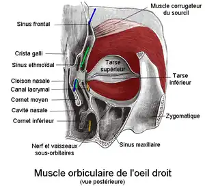 Orbiculaire de l'œil vue postérieure.