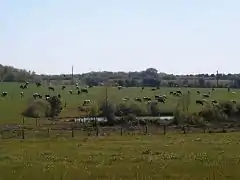 Photographie en couleurs d'un troupeau de bovins dans des prés limités par des haies et des bosquets.