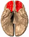 Vue inférieure du cerveau humain, les gyri orbitaires sont marqués en rouge.