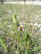 Ophrys abeille (Ophrys apifera)