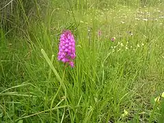 Orchis pyramidal (Anacamptis pyramidalis)