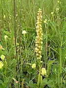 Homme-pendu (Orchis anthropophora)