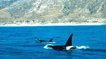 PGN sous-marin du sanctuaire des Channel Islands (États-Unis)