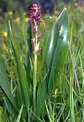 Orchis à odeur de punaise(Anacamptis coriophora)