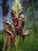 Orchidée de Camargue (Orchıs corıophora)