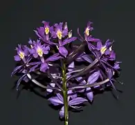 Orchidée