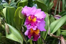 Orchidée : Cattleya hybride (USA).