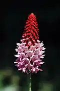 Primula vialii