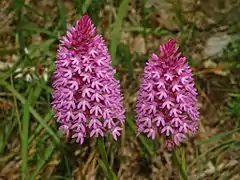 Vue d'une plante dont les fleurs roses sont rassemblées en épi au sommet de la tige