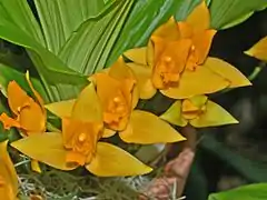 Description de l'image Orchidaceae - Lycaste aromatica.JPG.