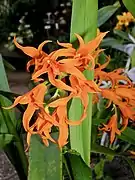 Brassia aurantiaca.