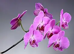 Phalaenopsis cultivar majenta. Mai 2023.