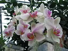 Des orchidées dans l'une des serres principales.