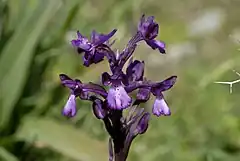 Description de l'image Orchis boryi-001.jpg.