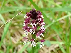 Vue en gros plan de la hampe florale d'une orchidée sauvage