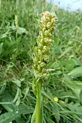 Orchis grenouille vers les Spitzkoepfe.
