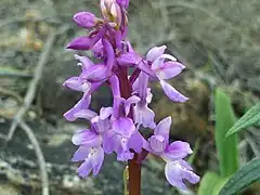 Inflorescence.