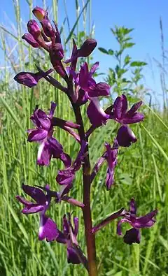 Orchis à fleurs lâches