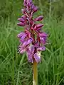 Orchis mâle