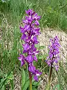 Orchis mâle, Basse-sur-le-Rupt.