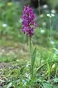 Orchis mascula