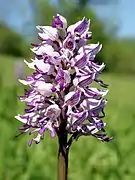 Orchis militaire.