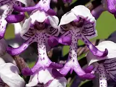 Orchis guerrier.