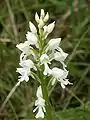 Orchis militaris var. alba.