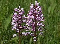 Orchis guerrier.