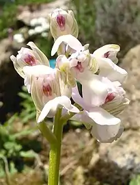 Orchis bouffon forme blanche