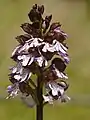 Orchis pourpre.