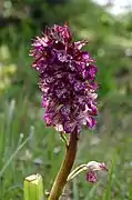 Orchis pourpre ou Pentecôte (Orchis purpurea)