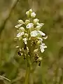 Orchis pourpre, var. Alba.