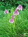 Un orchis pyramidal sur les bandes d'herbes bordant la route à Ausson, en France.