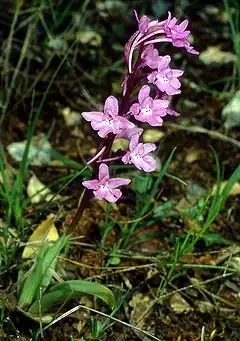 Description de l'image Orchis quadripunctata Kreta 01.jpg.