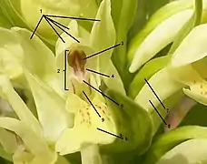 Anatomie d'Orchis sambicina. Le rostelum est indiqué par le chiffre 5.