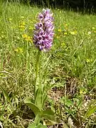 Orchis singe.