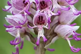 Vue en gros plan d'une fleur dont les pièces florales évoquent les longs membres des singes arboricoles