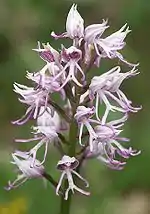 Orchis singe