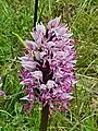 Orchis singe sauvage (Orchis simia), Hérault, France