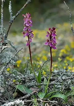 Orchis de Spitzel