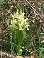 Orchis sureau (dans les landes à genêts au mois de mai).