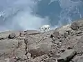 Chèvre des montagnes Rocheuses au parc national du mont Rainier.