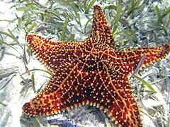 Oreaster reticulatus (Oreasteridae)