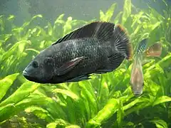 Photo d'un poisson gris de taille moyenne en gros plan dans un aquarium, avec ses congénères en arrière-plan