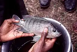 Oreochromis niloticus est élevé et consommé dans de nombreuses régions du monde.