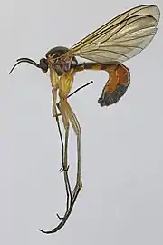 Orfelia ochracea (Pays de Galles)