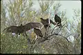 Urubus ou vautours noirs